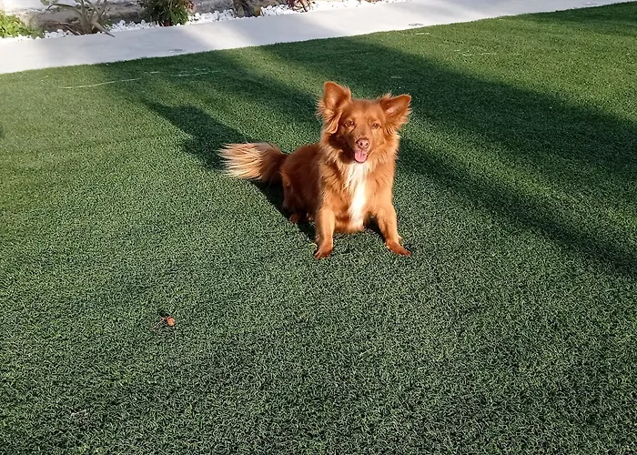 La De Simon En El Camino De Santiago Daire *
